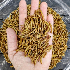 May include: A close-up shot of a hand holding a pile of dried mealworms. The mealworms are a light brown color and are in a clear plastic bowl. The background is a dark wooden surface.
