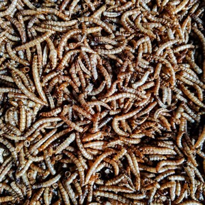 May include: Close-up of a pile of dried mealworms. The mealworms are a light brown color, with segmented bodies and a slightly curved shape. They are densely packed together, creating a textured surface.