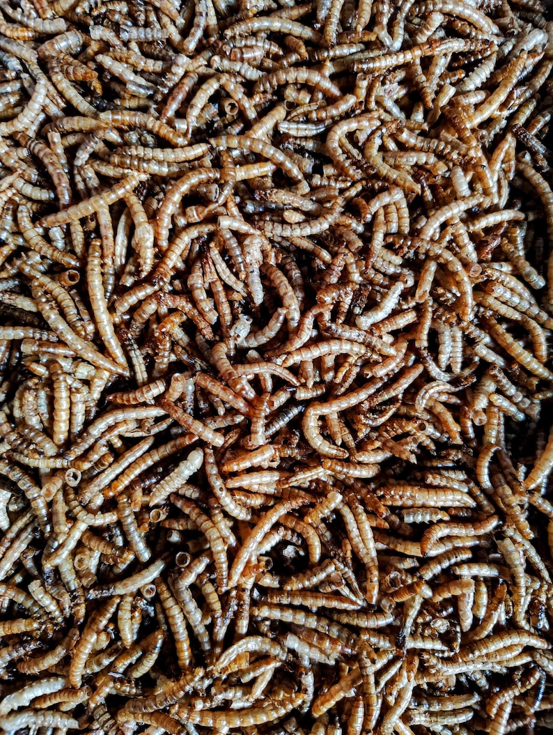 May include: Close-up of a pile of dried mealworms. The mealworms are a light brown color, with segmented bodies and a slightly curved shape. They are densely packed together, creating a textured surface.
