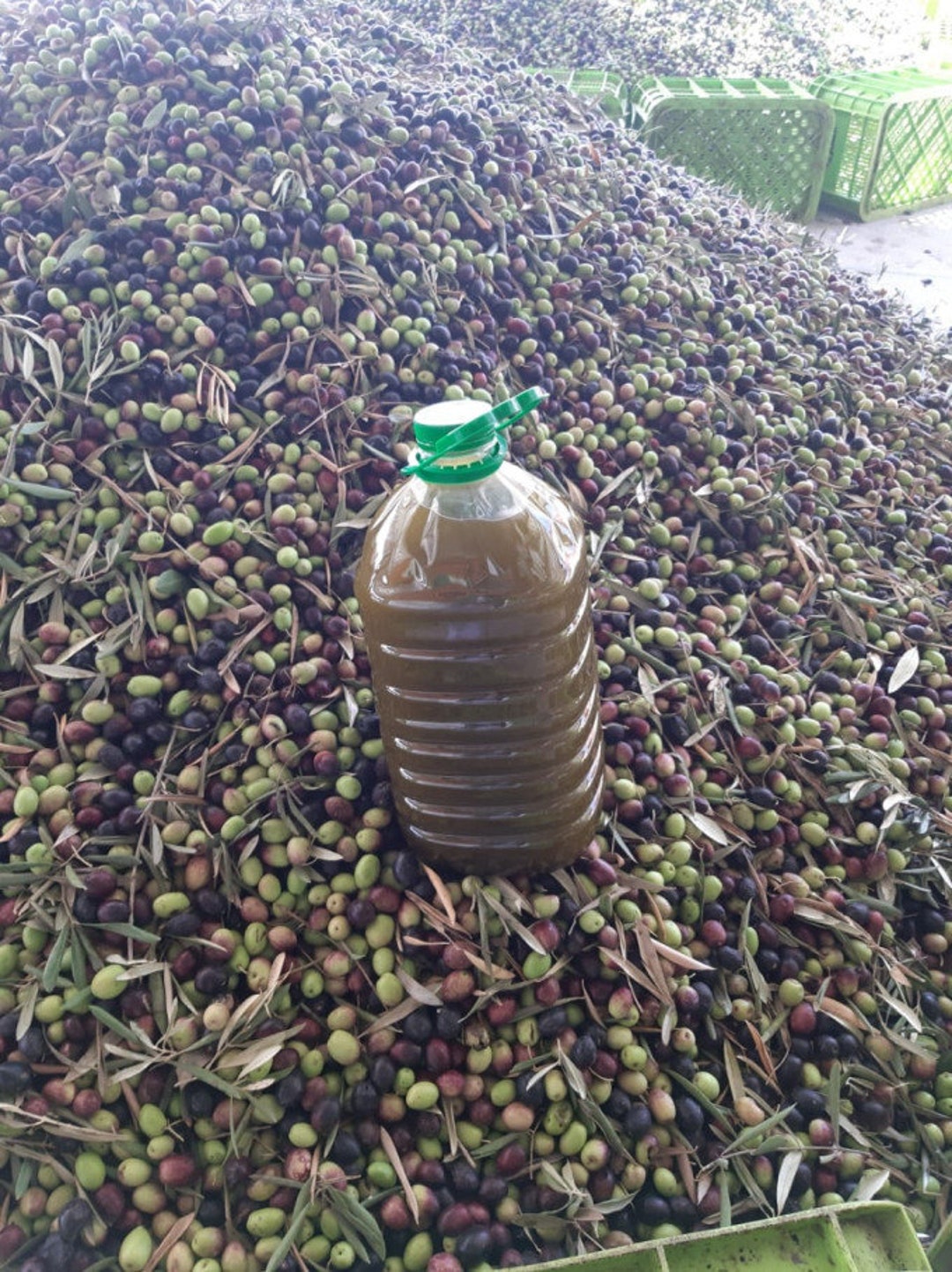 Olive Oil Morocco Handharvested New Olive Oil Atlas Etsy