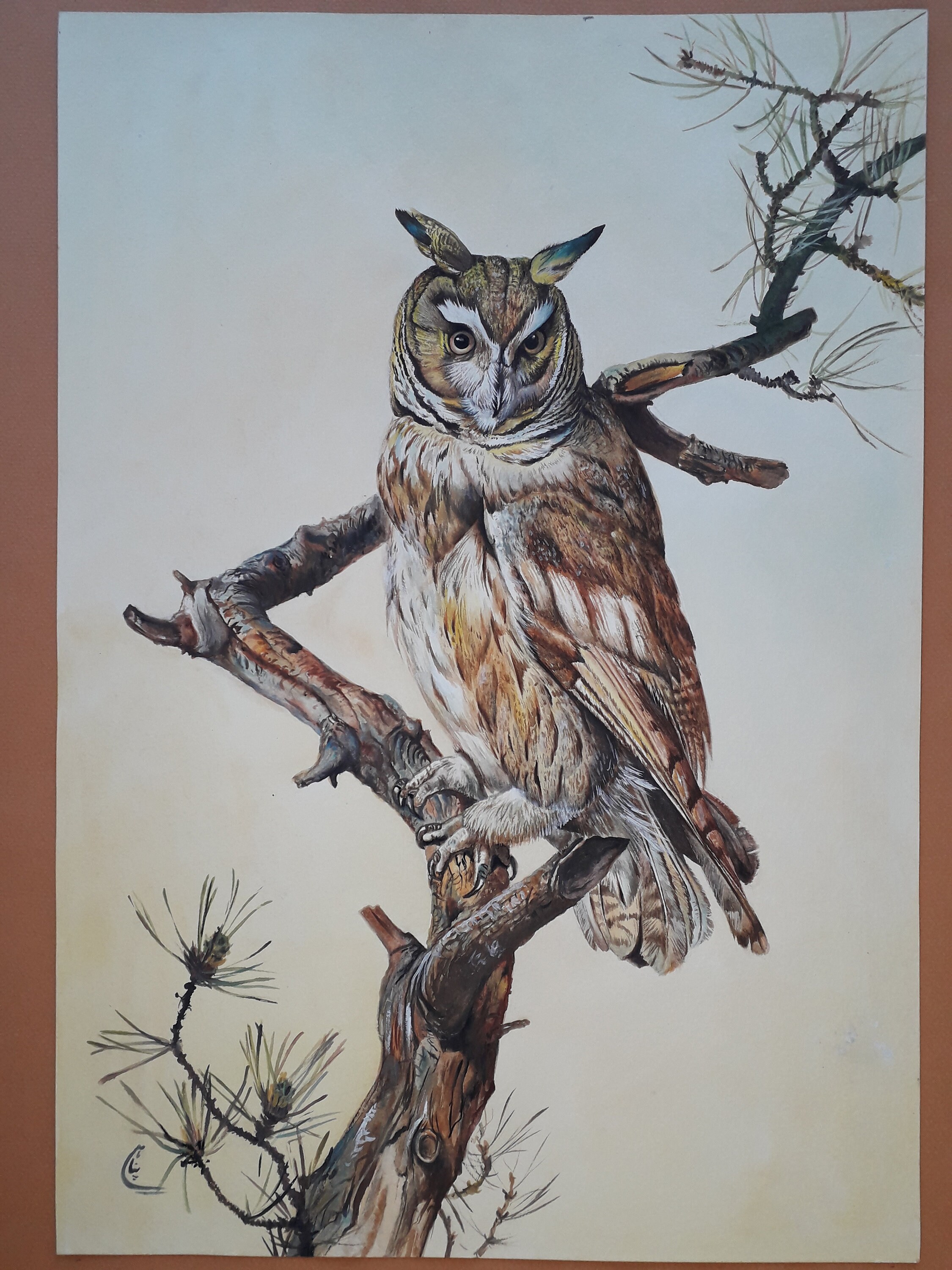 Original watercolor painting of an owl fited on a pine tree branch