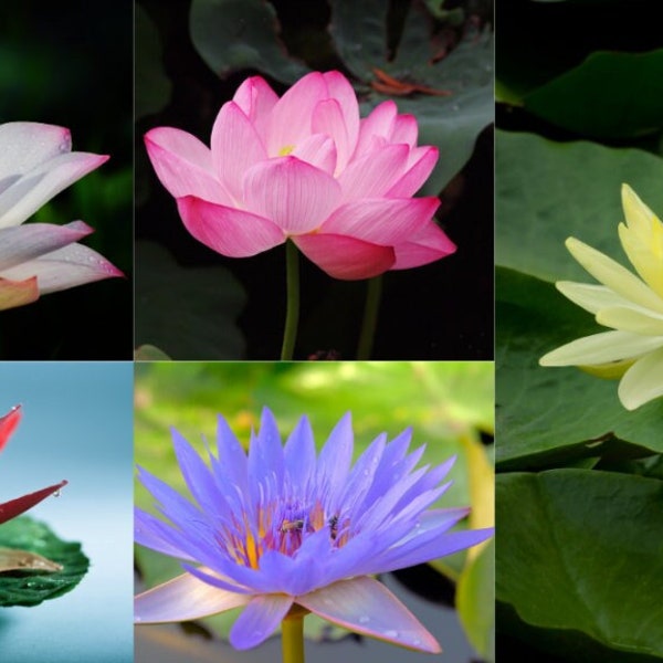 20 Purple Potted Lotus Flower Seeds Gorgeous Nelumbo Aquatic Plants Water Lily