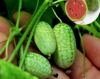 20 Mini-Daumen-Wassermelonensamen, Wassermelone mit rotem Fruchtfleisch, Bio-Samen, BEGRENZTER LAGER!!! Obstsamen, Freilandsamen.