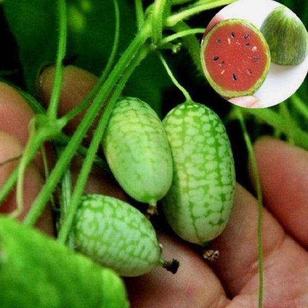 20 Mini Thumb Watermelon Seeds, Red Pulp Watermelon, Organic Seeds, LIMITED STOCK!!! Fruit Seeds, Outdoor Seeds.