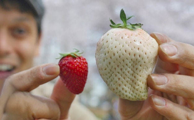 White strawberry - Etsy España