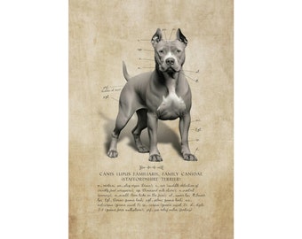 Pitbull Art Print - Unframed