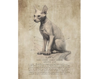 Sphinx Cat Art Print - Unframed