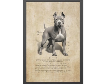 Pittbull Art Print - Framed