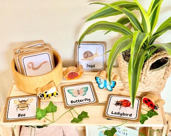 Insect flash cards EARLY YEARS