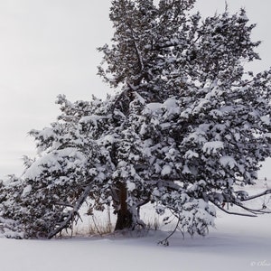 Snow covered tree