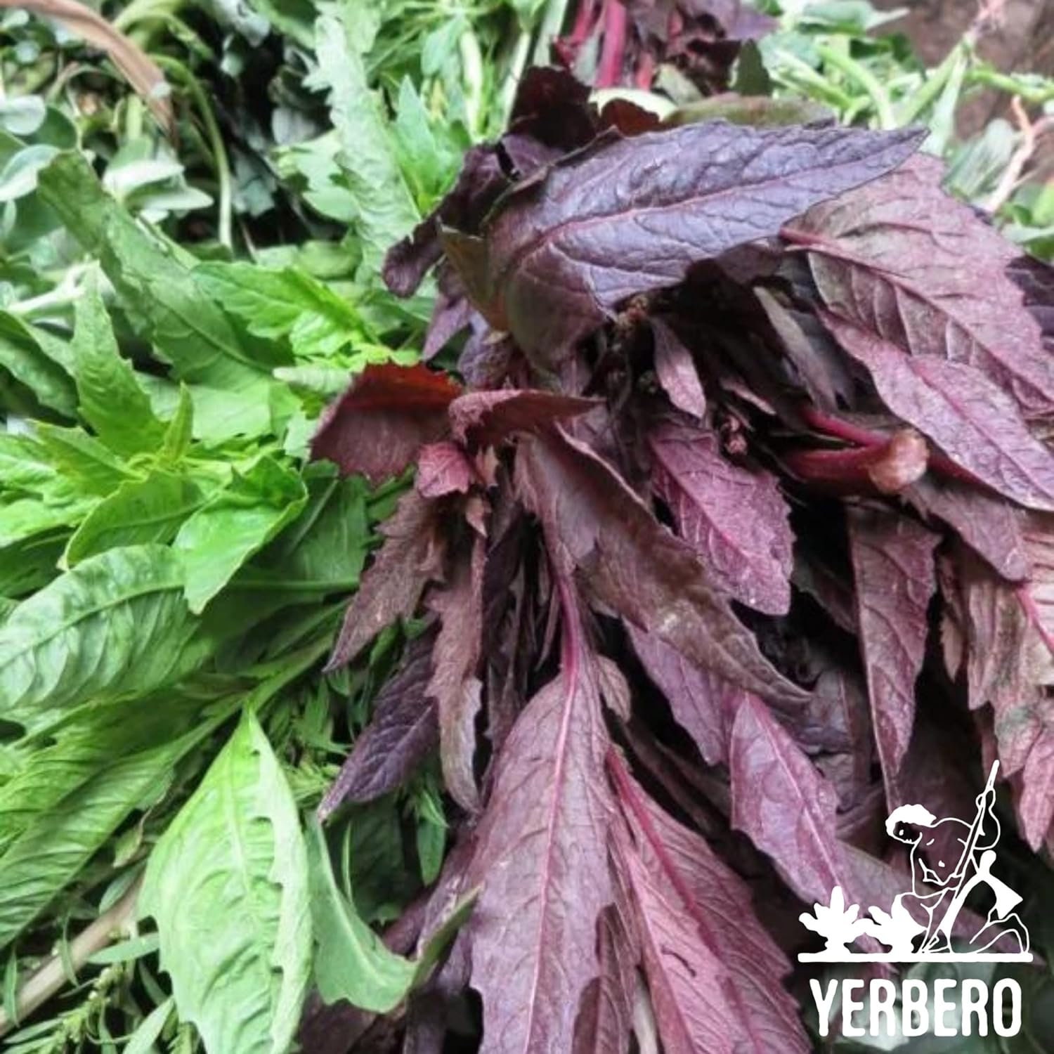 Yerbero Dried Epazote De Zorrillo Leaves Cut Herb & Steams Epazote