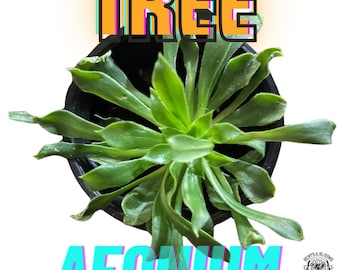 Tree Aeonium Succulent