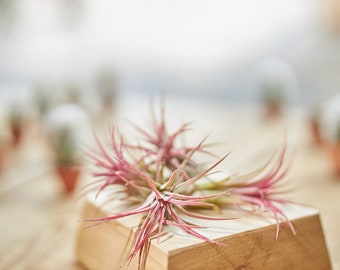 Luftpflanze, Tillandsia Ionantha Rot