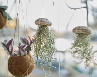 Planta aérea medusa erizo de mar Tillandsia planta aérea colgante decoración marítima planta de ventana regalo