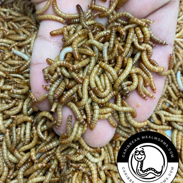 Live Mealworms 50-1000 Small Medium Large Reptile Food Free Shipping