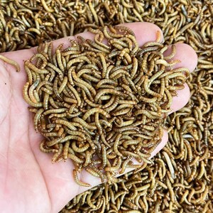 Live Mealworms 50-1000 Small Medium Large Reptile Food Free Shipping imagem 2