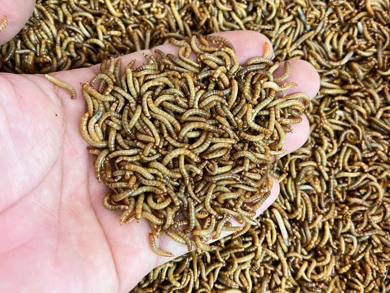 Live Mealworms 50-1000 Small Medium Large Reptile Food Free Shipping imagem 2