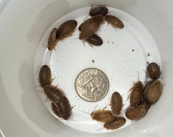 Dubia Roaches 100 Medium Feeders Reptile Free Shipping Food