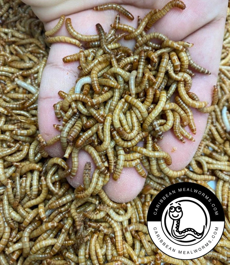 Live Mealworms 50-1000 Small Medium Large Reptile Food Free Shipping imagem 1