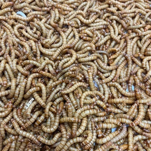 Live Mealworms 50-1000 Small Medium Large Reptile Food Free Shipping imagem 3