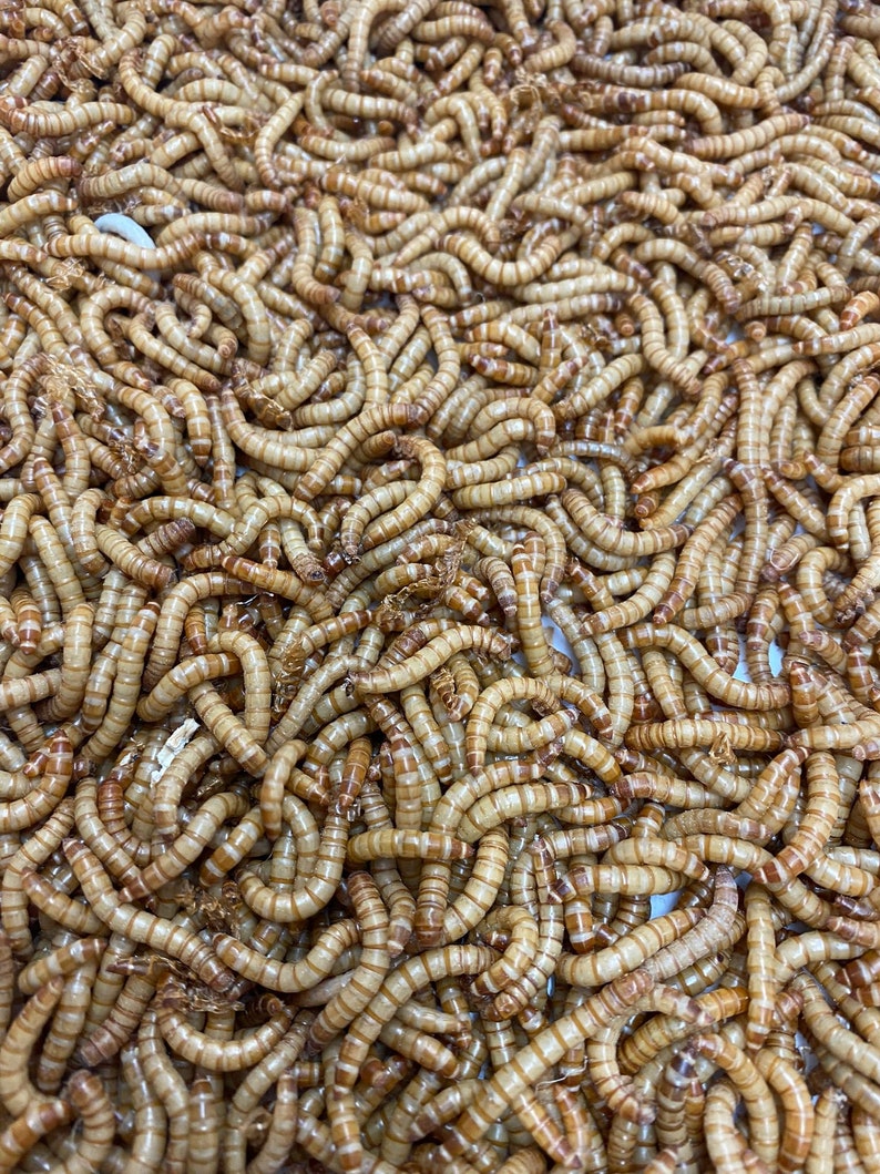 Live Mealworms 50-1000 Small Medium Large Reptile Food Free Shipping imagem 3