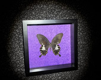 Yellow Helen Swallowtail Pinned Butterfly