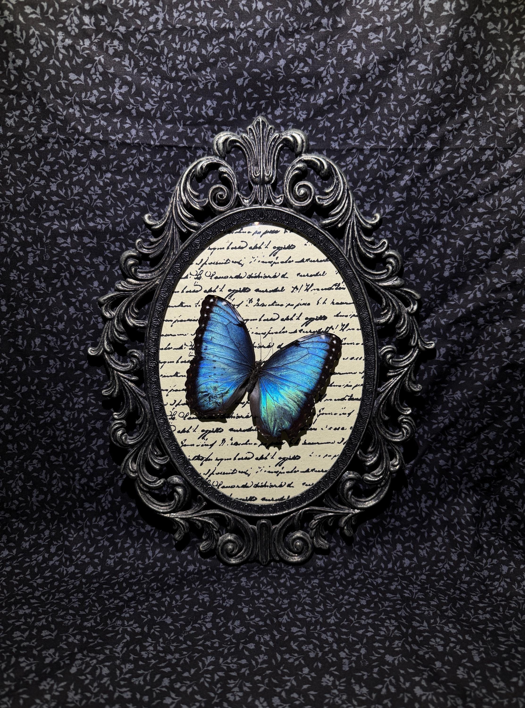 Vintage Convex Morpho - Etsy