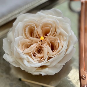 Candle flower, White David Austin rose