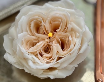 Candle flower, White David Austin rose