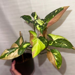 Syngonium Red Spot Tri-Color Rooted Plants | Rooted Cuttings | Fast Shipping | US Seller