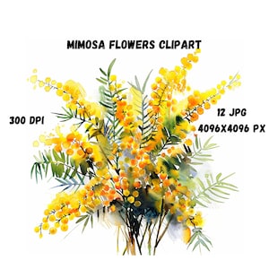 Mimosa Flowers Clipart, Printable Wall Art, Women&#39;s Day Prints, Digital Mimosa Flowers, flowers Prints, Romantic Mimosa Flowers.