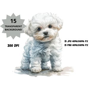 Bichon Frise Cachorro Clipart, Cachorros Clipart, Bebé Animales ClipArt, Perros Acuarela Clipart, Cachorros Clipart, Arte Infantil, Lindos Perros Bebé.