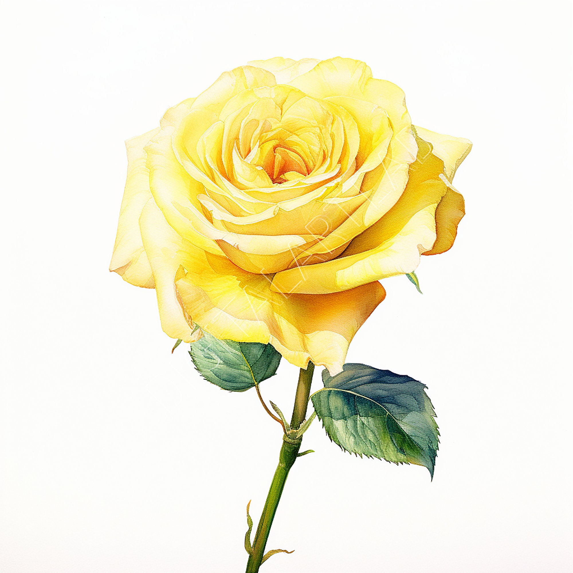 Yellow Roses To Print Yellow Rose Clipart, Printable Wall Art, Valentines Prints, Digital ...