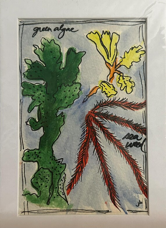 Green Algae and Sea Weed