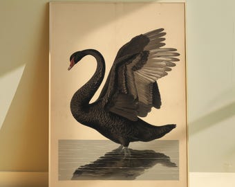 Impresión artística vintage de cisne negro, arte de pared de pájaro, póster vintage de pájaro, ilustración de animal, elegante decoración de pared, arte de pared de cisne, impresión vintage imprimible