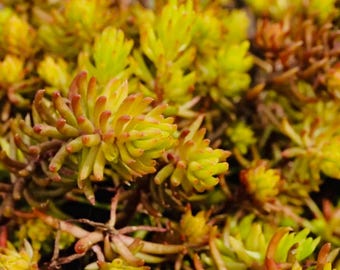 Sedum Rupestre ‘Angelina’ - Live Perennial Succulent Ground Cover, Drought-Tolerant, Golden Foliage, Easy to Grow