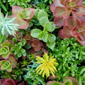 Sedum stonecrop Ground Cover tile Succulent Plants