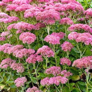 Autumn Joy Sedum Cuttings (2 Rooted + 2 Unrooted) | Live Perennial Succulent | Drought Tolerant | Bee Friendly Garden Plant