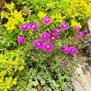 Ice Plant Cuttings | Lampranthus | Succulent Ground Cover | Easy to grow