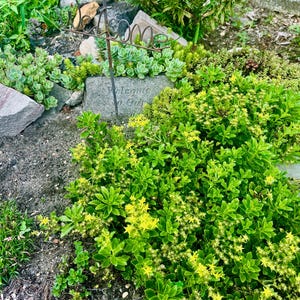 Live Sedum Ground Cover Mix – Cold Hardy Succulent cuttings and Plugs for Rock Gardens, garden Landscaping