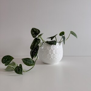 Puede incluir: Una maceta de cerámica blanca con un patrón geométrico contiene una planta verde con hojas de color verde oscuro y plateado. Los tallos de la planta caen por el lado de la maceta. La maceta está sobre una superficie blanca.