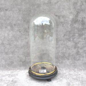 Antigua campana de cristal redonda francesa de 34,5 x 15 cm (13,58 x 5,91 pulgadas) con base de madera negra de 1800, expositor de taxidermia, vidrio soplado.