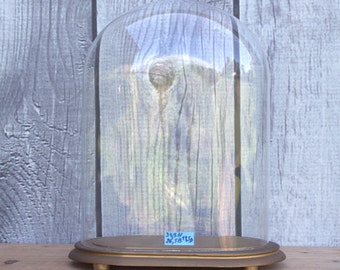 Vintage ovale Glasglocke mit Kuppel vergoldeter Holzfuß, 34,5 x 26,5x 14,5Sammlerstück Display kruzifixe kreuze 1960 retro französisch glass