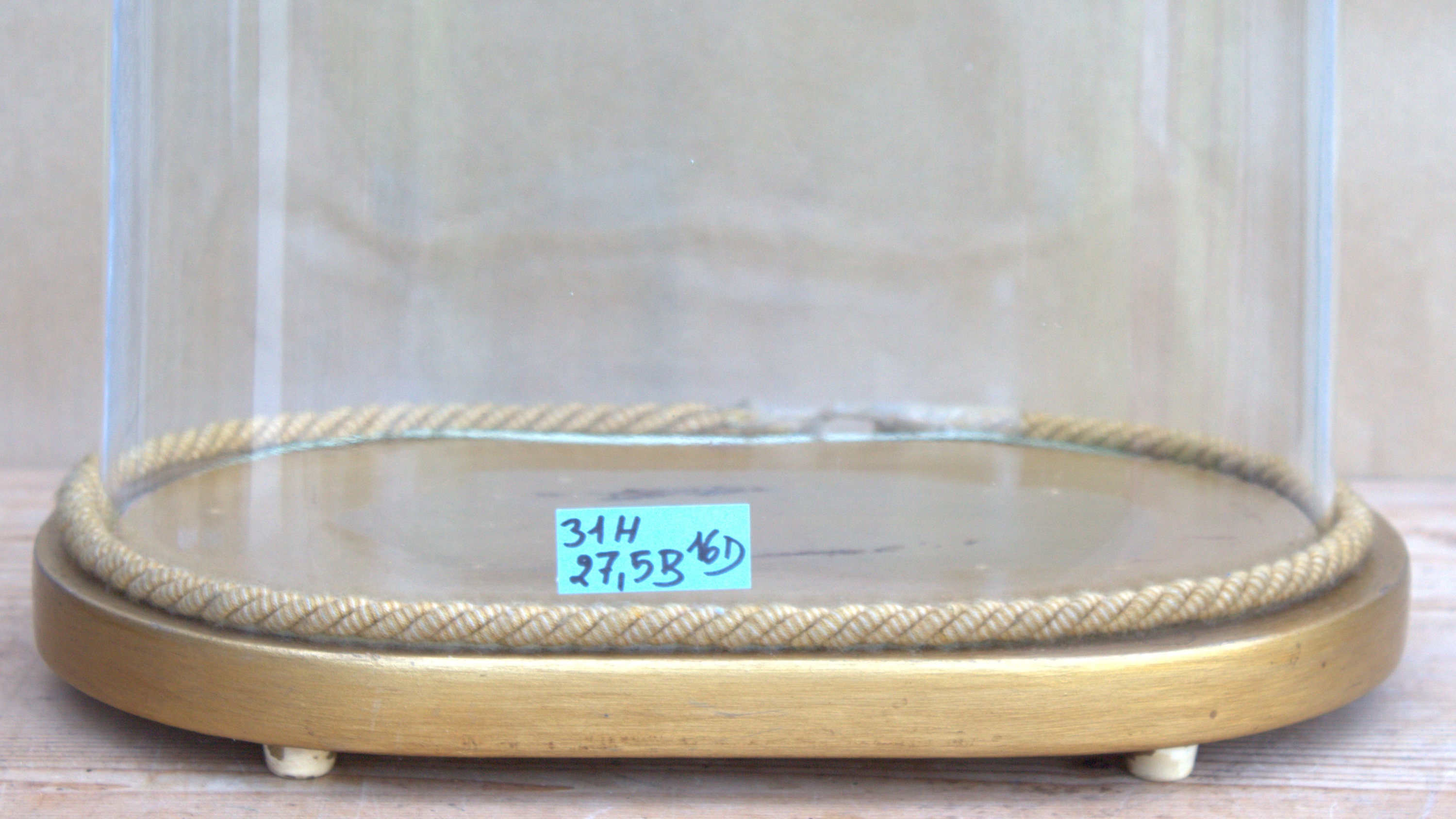 Vintage Oval Glass Cloche Dome Bell Jar Gilt Wooden Base 12.20 X 10.82