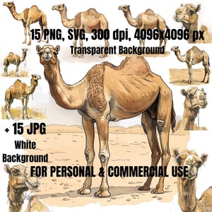 Camel Clipart Bundle | 15 Camel Clipart SVG PNG | Desert Animals Png | Camel Illustration | Digital Download | Commercial Use | Camel Cricut