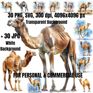 Camel Clipart Bundle | 30 Camel Clipart SVG PNG | Camel Art | Camel Illustrations | Digital Download | Commercial Use | Desert Clipart