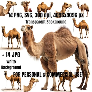 Camel Clipart Bundle | 14 Camel Clipart SVG PNG | Desert Clipart | Watercolor Camel Png | Digital Download | Commercial Use | Camel Svg