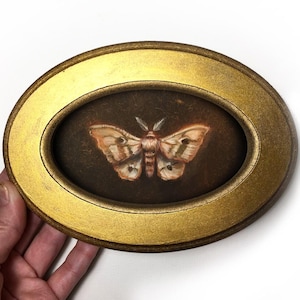 Framed Moth Painting Original Entomology Art Gold Frame Oil Painting Nature Home Decor Small Artwork  Insects butterfly victorian antique