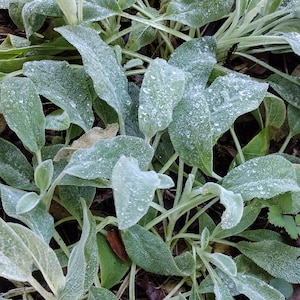3 Lamb&#39;s Ear (Stachys byzantina)