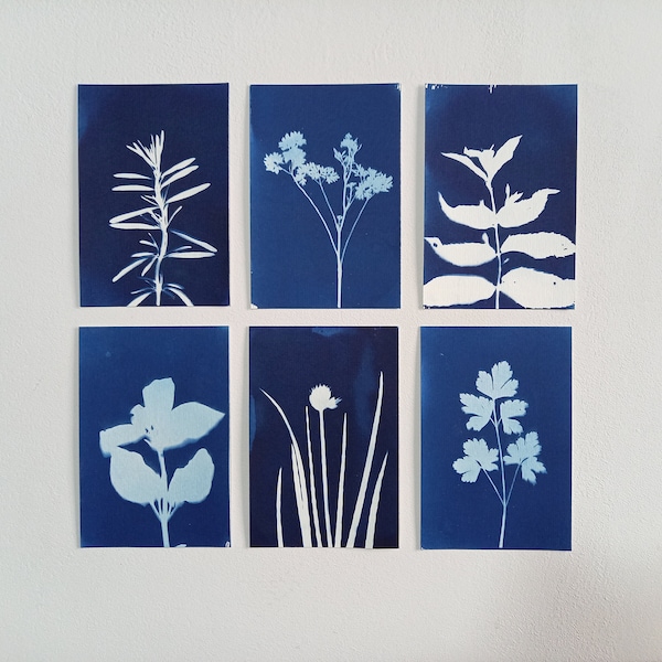 Cyanotype - Herbier aromatique